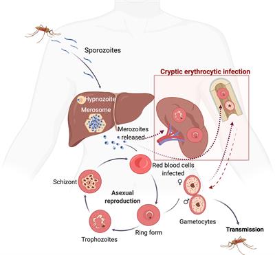 Advancing Key Gaps in the Knowledge of Plasmodium vivax Cryptic Infections Using Humanized Mouse Models and Organs-on-Chips